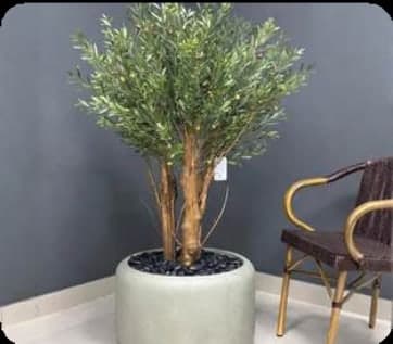 Olive Tree