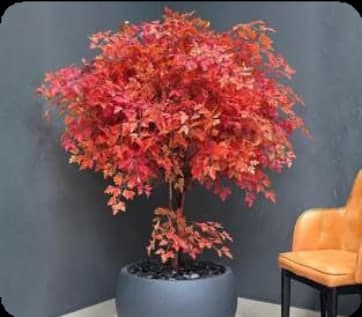 Crimson Canopy