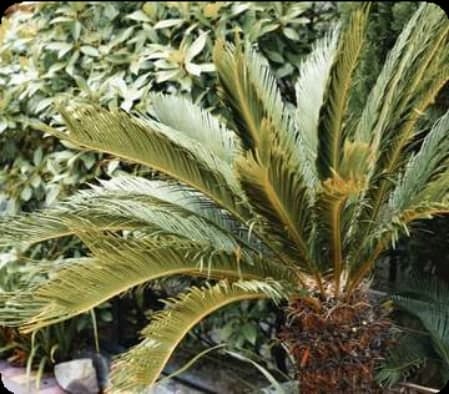Areca Palm