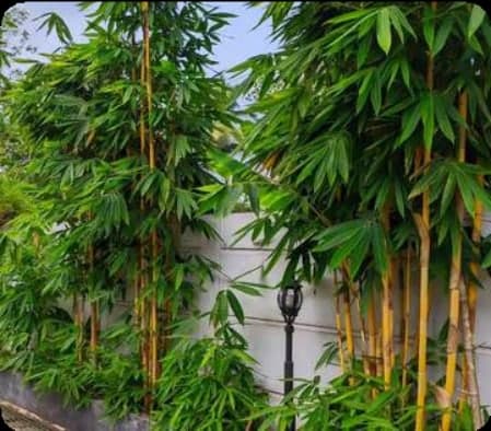 Bamboo Palm