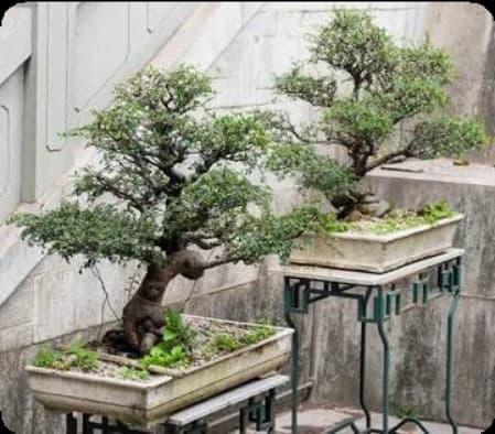 Bonsai