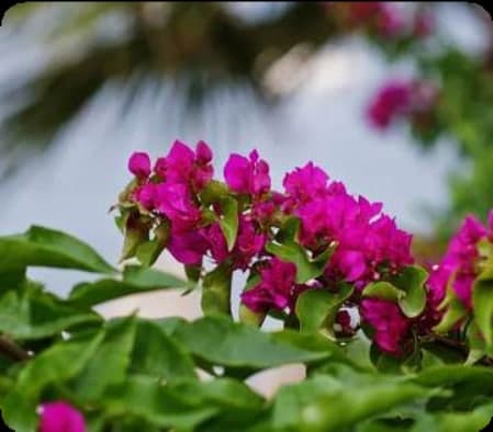 Bougainvillea