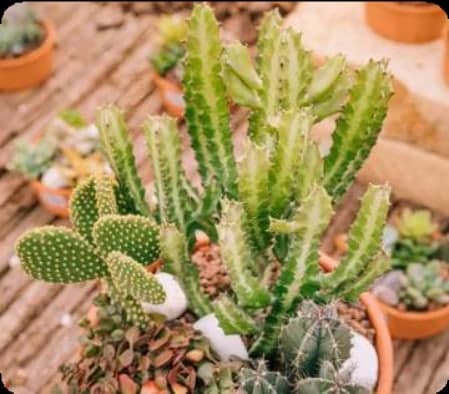 Desert Plants