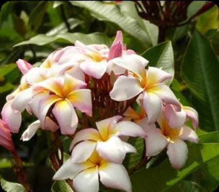 Frangipani Plant