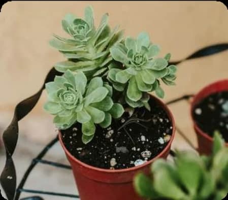 Succulents